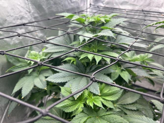 Dream Widow (DWC). Week 7