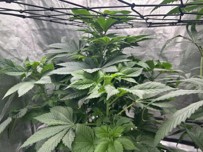 Dream Widow (DWC). Week 7