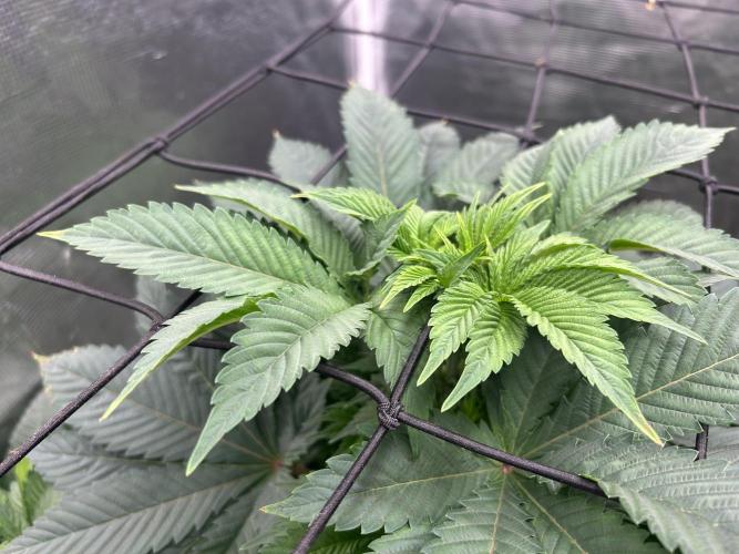 Dream Widow (DWC). Week 7