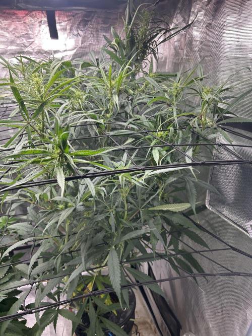 Strawberry Cough (DWC). Week 7