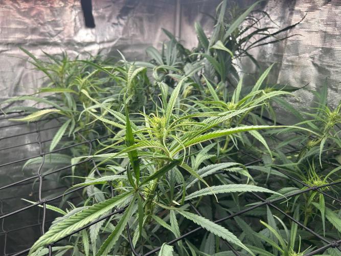 Strawberry Cough (DWC). Week 7