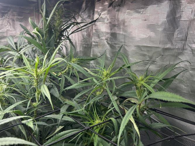 Strawberry Cough (DWC). Week 7