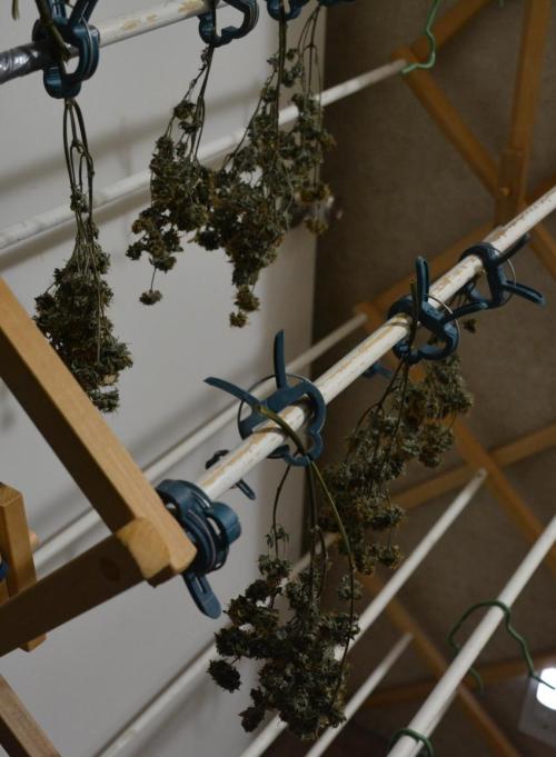 Maui Waui (DWC). Week 19