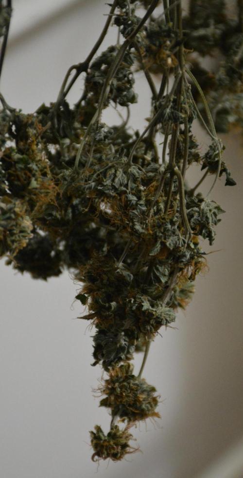 Maui Waui (DWC). Week 19