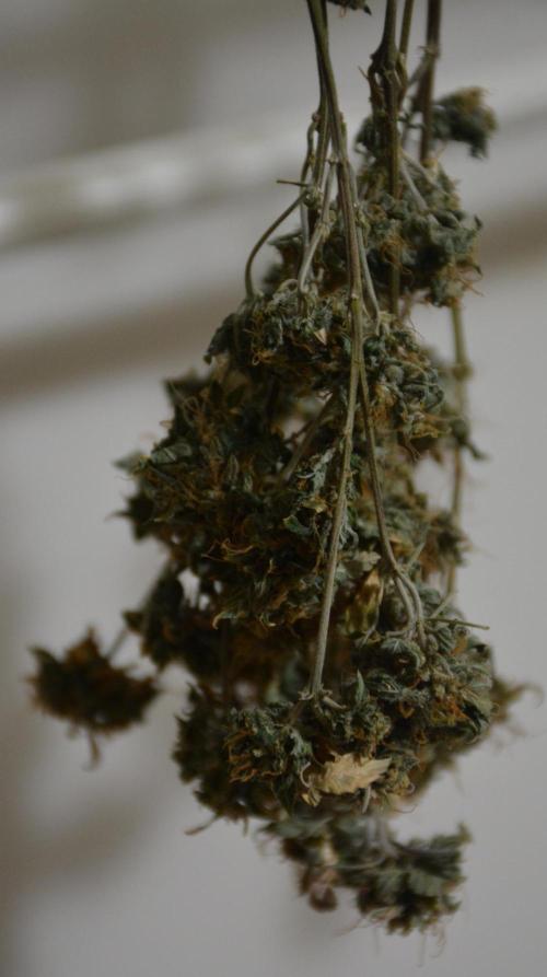 Maui Waui (DWC). Week 19