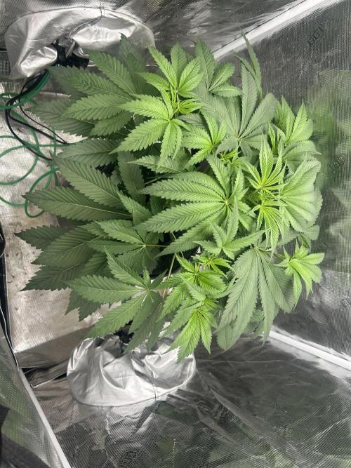 Godfather Bomb (DWC). Week 6
