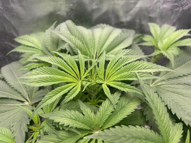 Godfather Bomb (DWC). Week 6