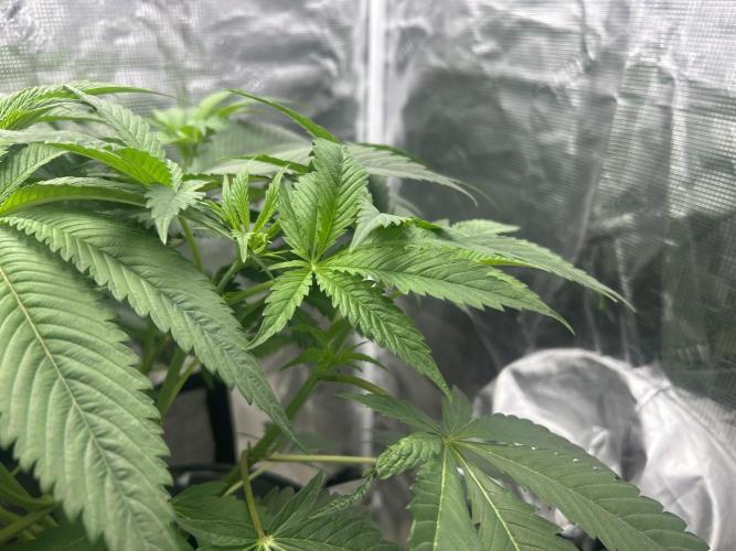 Godfather Bomb (DWC). Week 6