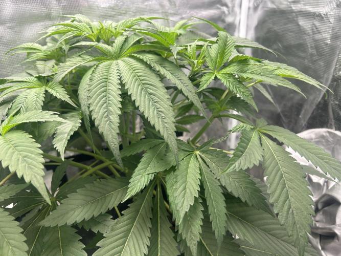 Godfather Bomb (DWC). Week 6