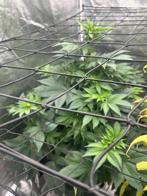 Dream Widow (DWC). Week 8