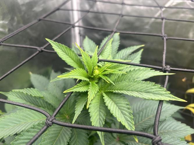 Dream Widow (DWC). Week 8