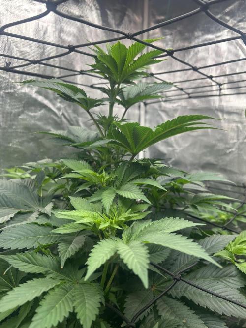 Dream Widow (DWC). Week 8