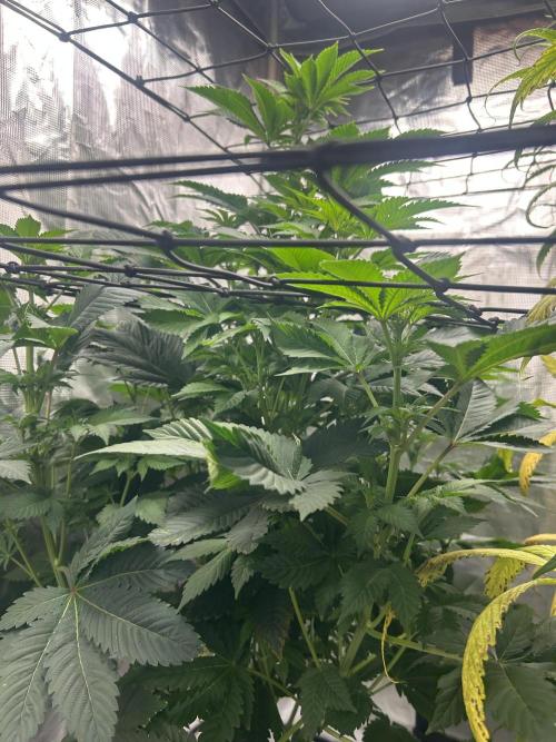 Dream Widow (DWC). Week 8