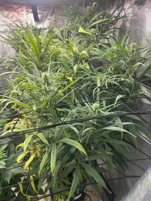 Strawberry Cough (DWC). Week 8