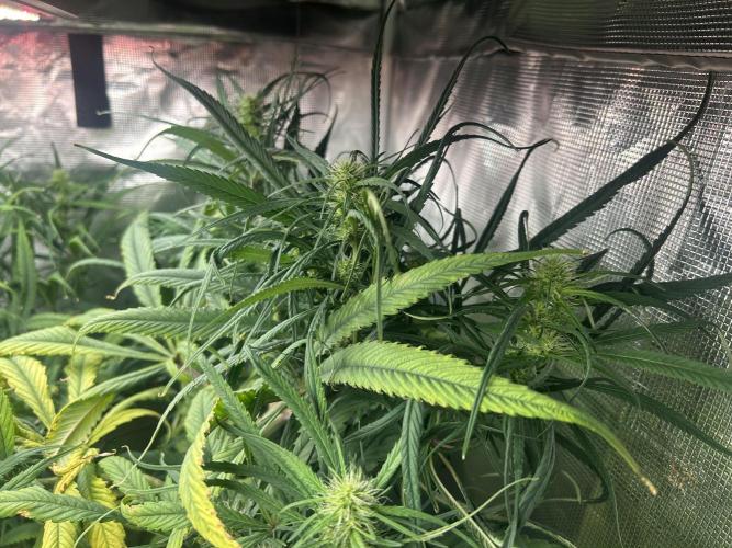 Strawberry Cough (DWC). Week 8