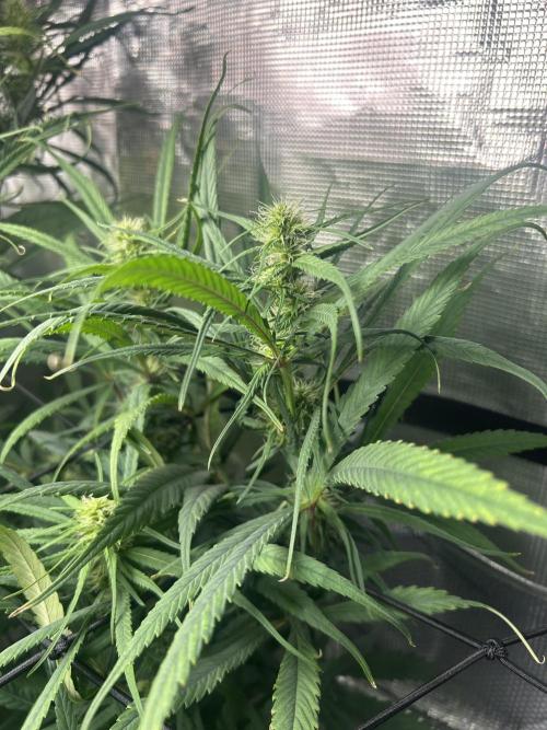 Strawberry Cough (DWC). Week 8