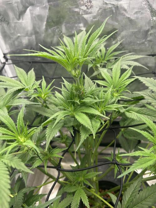 Godfather Bomb (DWC). Week 7