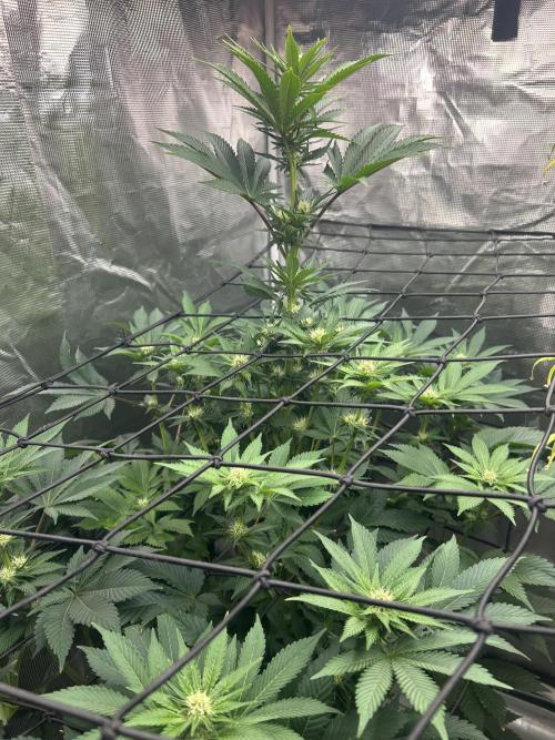Dream Widow (DWC). Week 9