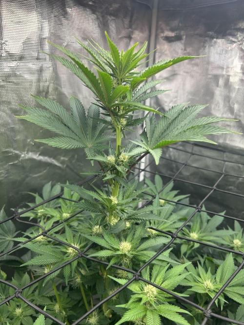 Dream Widow (DWC). Week 9