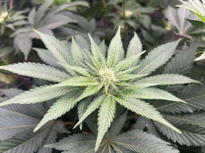 Dream Widow (DWC). Week 9