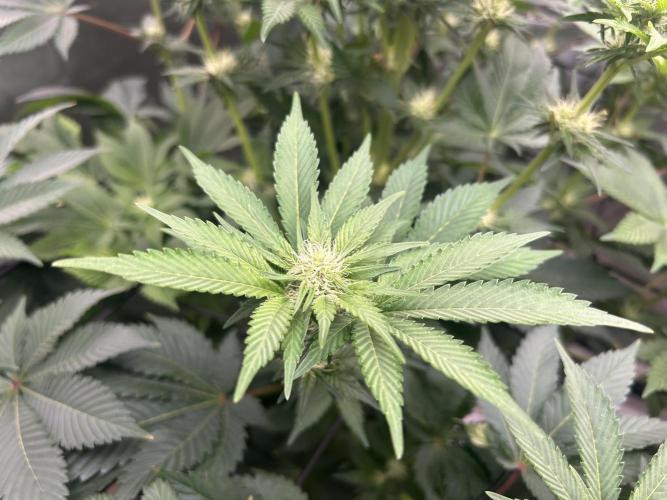 Dream Widow (DWC). Week 9