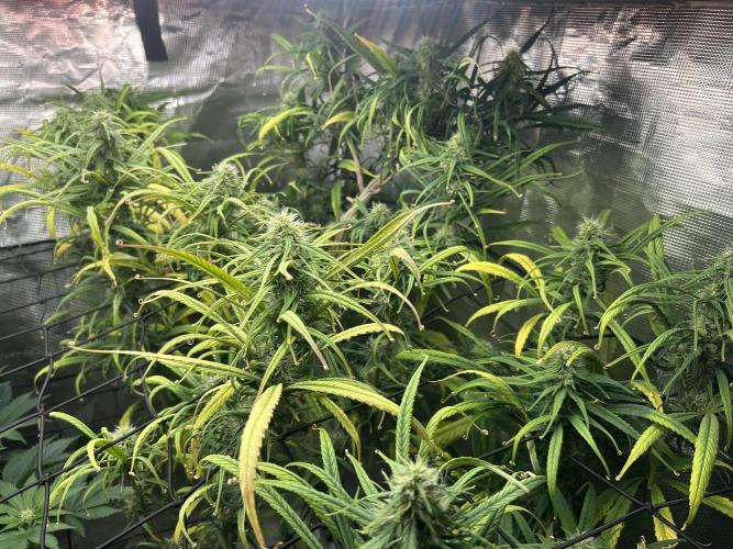 Strawberry Cough (DWC). Week 9