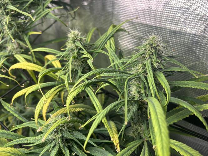 Strawberry Cough (DWC). Week 9