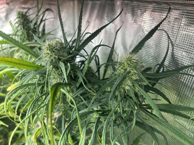 Strawberry Cough (DWC). Week 9