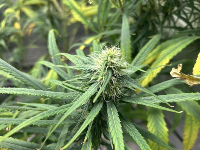 Strawberry Cough. Week 9