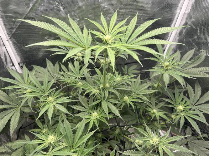 Godfather Bomb (DWC). Week 8