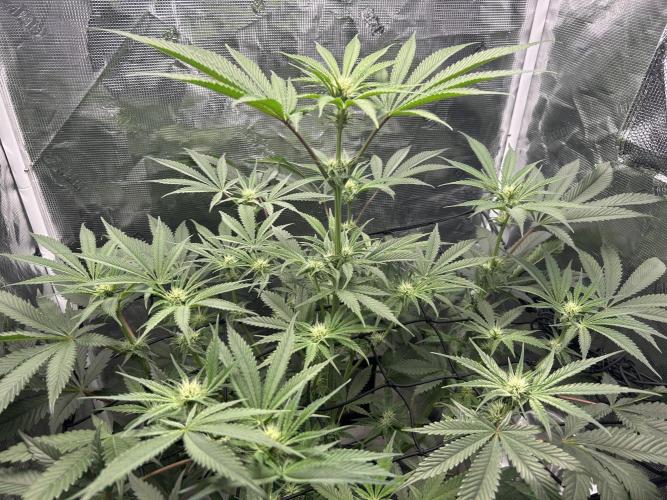 Godfather Bomb (DWC). Week 8