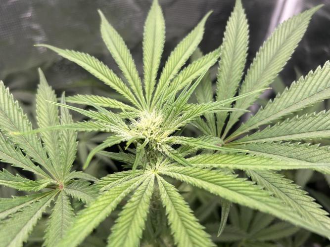 Godfather Bomb (DWC). Week 8
