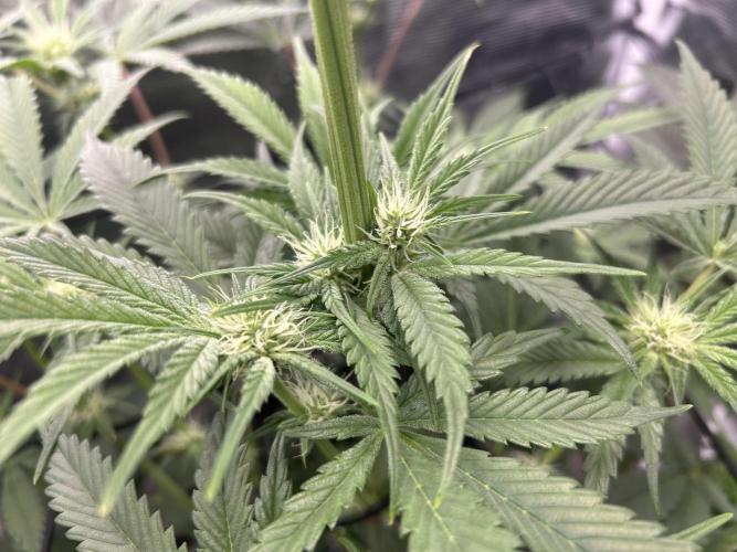 Godfather Bomb. Week 8