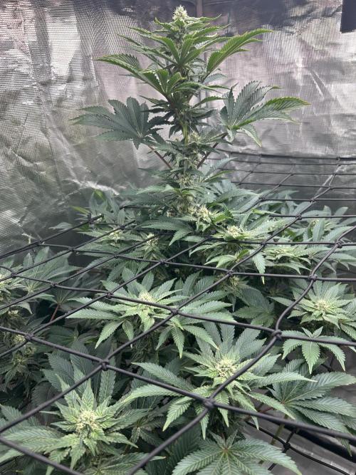 Dream Widow (DWC). Week 10