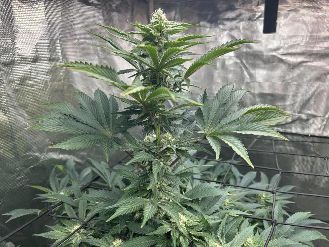 Dream Widow (DWC). Week 10