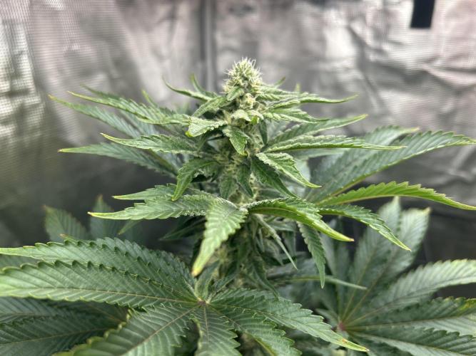 Dream Widow (DWC). Week 10