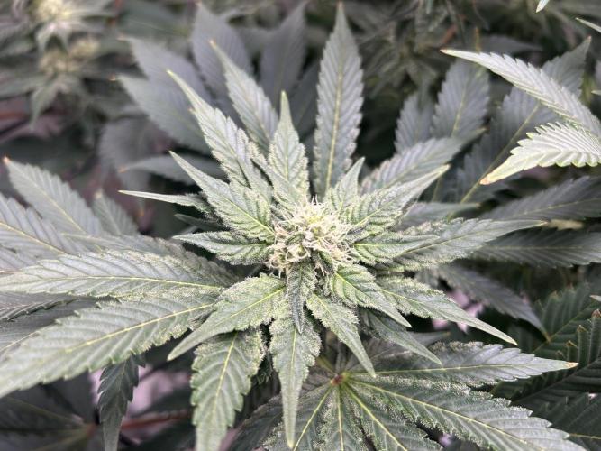 Dream Widow (DWC). Week 10