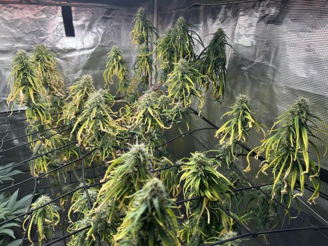 Strawberry Cough (DWC). Week 10