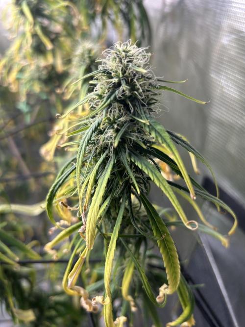 Strawberry Cough (DWC). Week 10