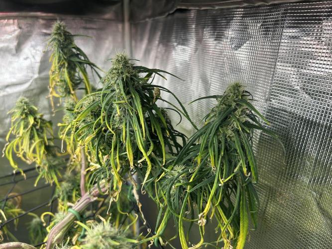 Strawberry Cough (DWC). Week 10