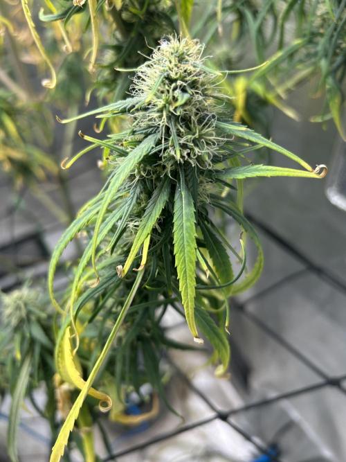 Strawberry Cough. Week 10