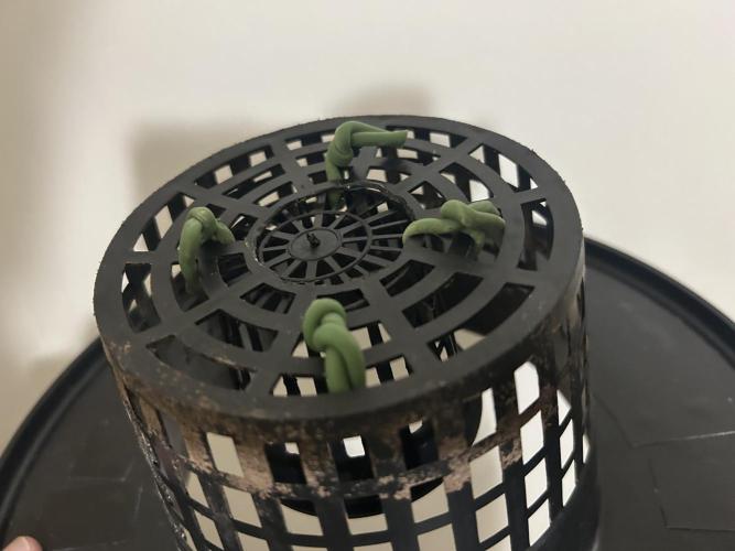 Golden Tiger (DWC). Week 0 - Tying down the inner net pot.