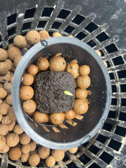 Golden Tiger (DWC). Week 0 - Transplanted and ready to grow!