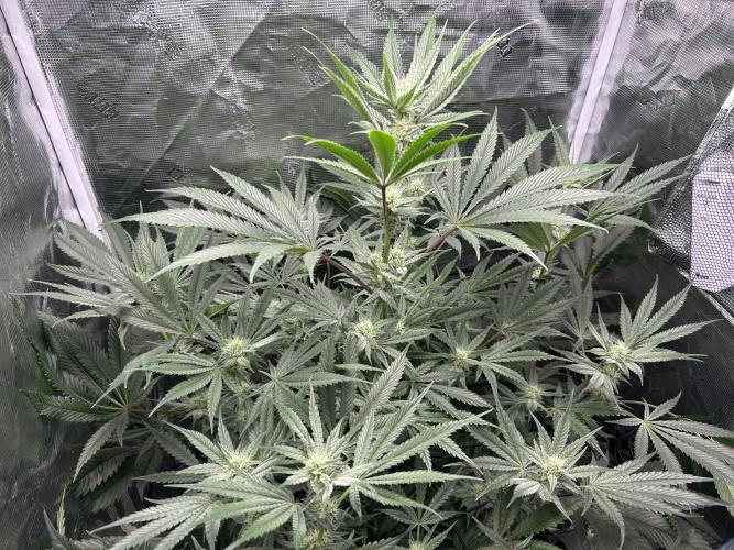 Godfather Bomb (DWC). Week 9