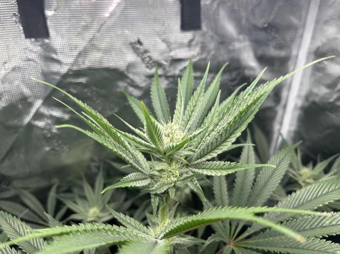 Godfather Bomb (DWC). Week 9