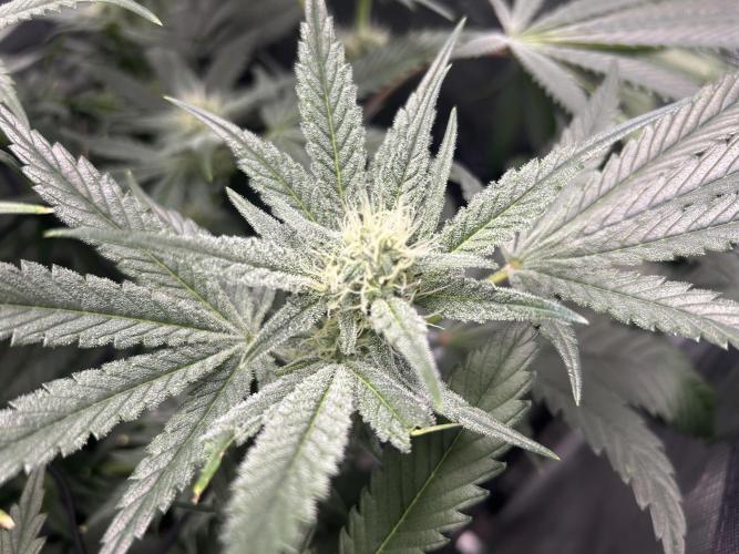 Godfather Bomb (DWC). Week 9