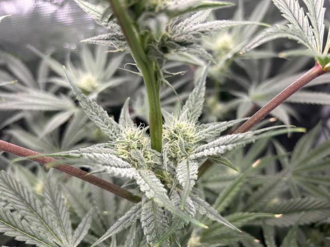 Godfather Bomb. Week 9