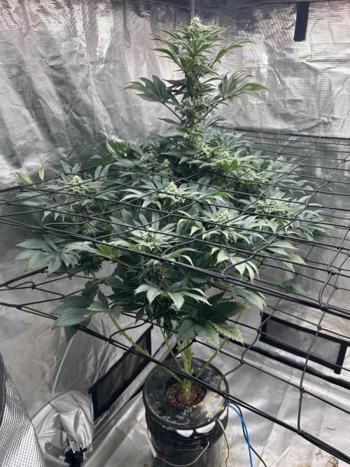 Dream Widow (DWC). Week 11