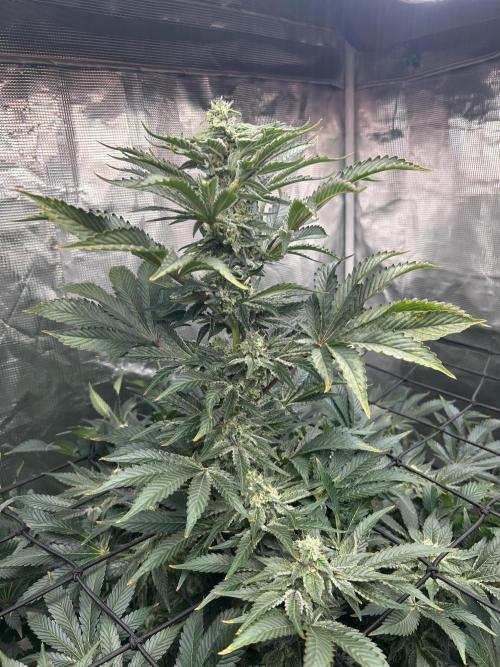 Dream Widow (DWC). Week 11