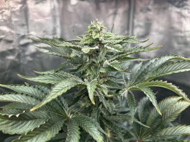 Dream Widow (DWC). Week 11